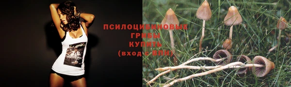 прущие грибы Арсеньев